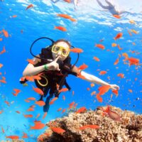 diving with boat trip to ras mohammed & white island snorkeling