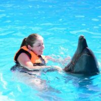 swim with dolphins in sharm el sheikh