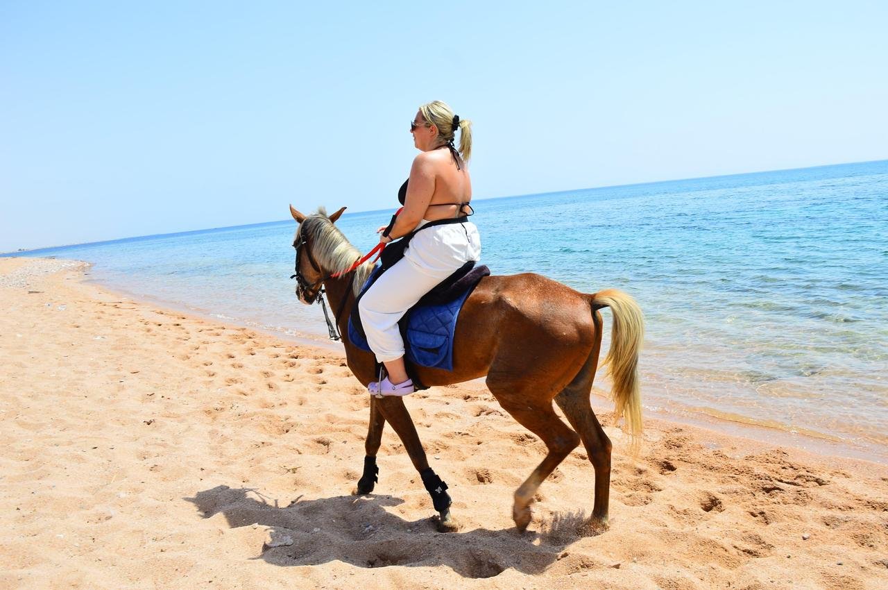 🐎 arabian horse riding experience on the red sea beach | sharm el sheikh 🌊✨ 🐎 arabian horse riding experience on the red sea beach | sharm el sheikh 🌊✨