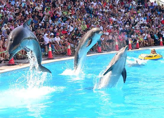 Dolphin in Sharm El Sheikh