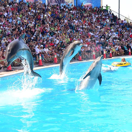 Dolphin in Sharm El Sheikh - Photo 1